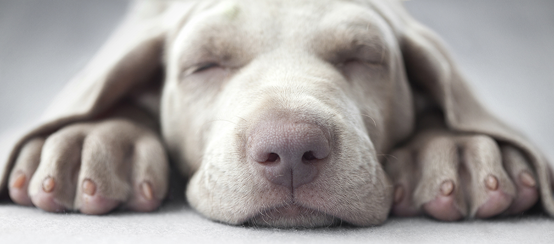 sleepy weimaraner puppy