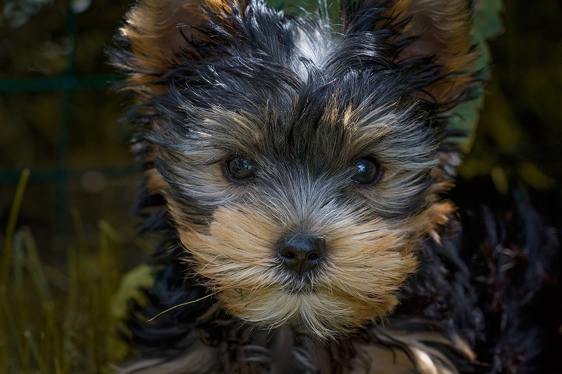 sweet yorkie close-up